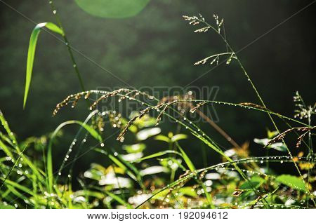 Close-up of grass in the morning sunshine in a park at Saint-Gervais-Les-Bains, a famous ski resort located in Haute-Savoie Province, near the Mont Blanc in the French Alps