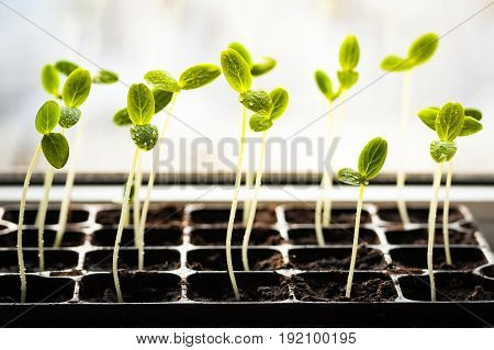 Young Sprouts With Green Leaves And With Drops Of Water Growing From Soil. Garden Spring Seedling.