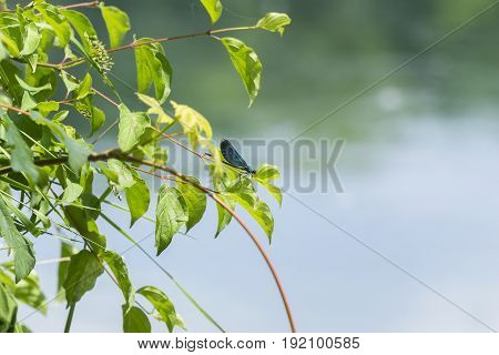 Close-up of a Beautiful Demoiselle (Calopteryx virgo). View on a blue Dragonfly (Odonata ) on a Leaf. Dragonflies at the Lake.