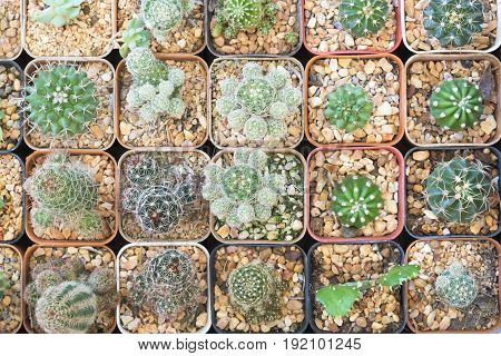 The various type of cactus in flat-lay scene. Cactus in the pot