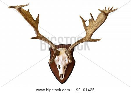 fallow deer stag isolated hunting trophy large male Dama on white background beautiful antlers