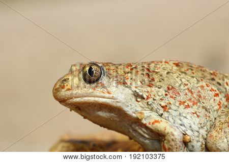 macro image of common spadefoot toad ( Pelobates fuscus )