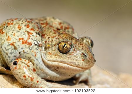 portrait of common spadefoot ( Pelobates fuscus )