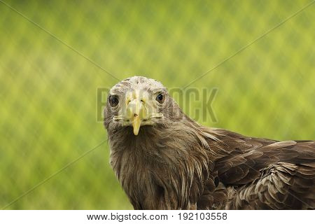 portrait of Haliaeetus beautiful bird of prey the white-tailed eagle