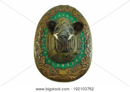 stuffed head of hunted wild boar ( Sus scrofa ) wall mount on wooden plate taxidermy