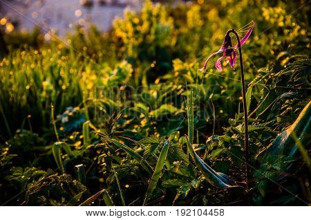 Spring Flowers In The Forest. Beautiful Purple Plants. Green Juicy Grass. Morning Sunrise In The Woo