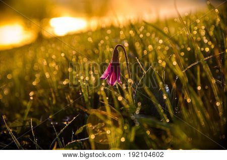 Spring Flowers In The Forest. Beautiful Purple Plants. Green Juicy Grass. Morning Sunrise In The Woo