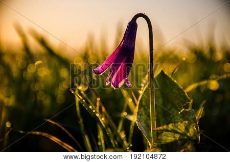 Spring Flowers In The Forest. Beautiful Purple Plants. Green Juicy Grass. Morning Sunrise In The Woo