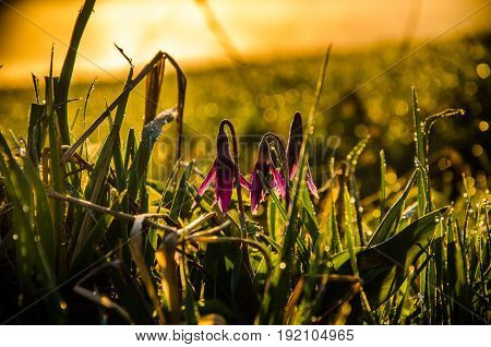 Spring Flowers In The Forest. Beautiful Purple Plants. Green Juicy Grass. Morning Sunrise In The Woo