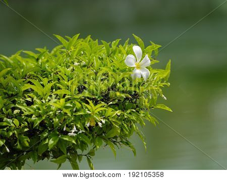 Falling white plumeria flower on green leaves