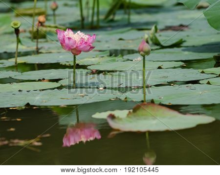 Blooming lotus flower and a bud is reflected on water