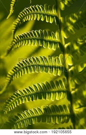 Green Leaves Of Young Plant Of Fern (Polypodiophyta) In Sunny Garden Close Up.