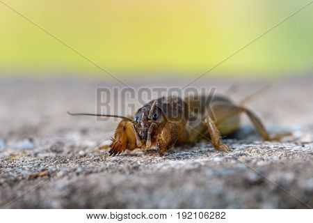 The Portrait Of A Large Insect Living In The Land - Gryllotalpa