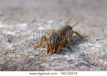 The Portrait Of A Large Insect Living In The Land - Gryllotalpa