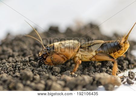 The Portrait Of A Large Insect Living In The Land - Gryllotalpa