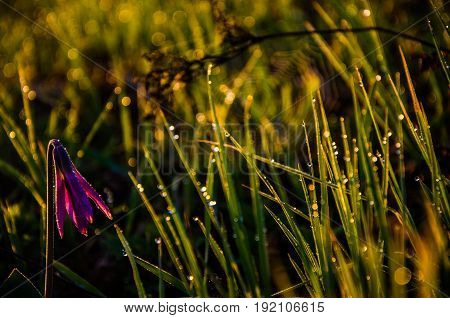 Spring Flowers In The Forest. Beautiful Purple Plants. Green Juicy Grass. Morning Sunrise In The Woo