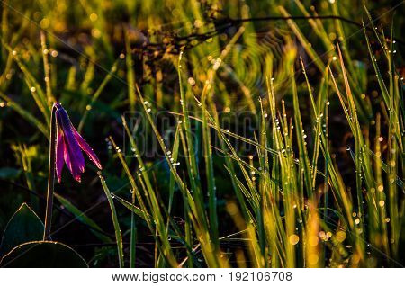 Spring Flowers In The Forest. Beautiful Purple Plants. Green Juicy Grass. Morning Sunrise In The Woo