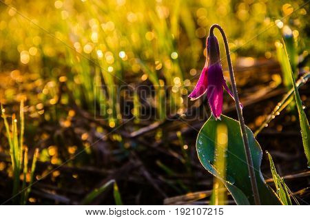 Spring Flowers In The Forest. Beautiful Purple Plants. Green Juicy Grass. Morning Sunrise In The Woo