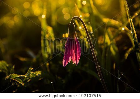Spring Flowers In The Forest. Beautiful Purple Plants. Green Juicy Grass. Morning Sunrise In The Woo