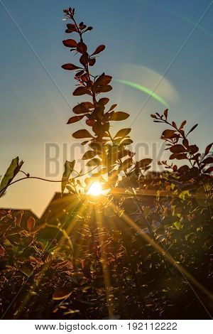 The sun shines at the sundown by a hedge