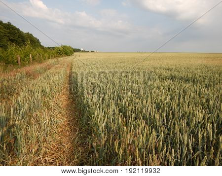 Green Wheet Field With Flowers