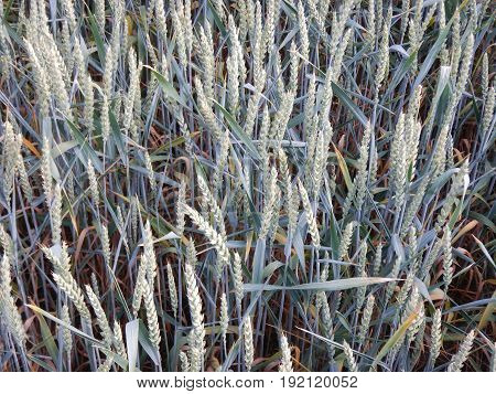 Green Wheet Field With Flowers