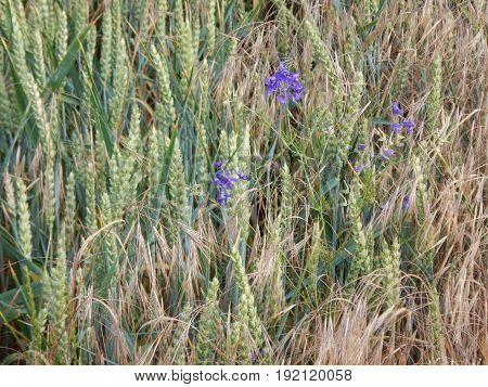 Green Wheet Field With Flowers