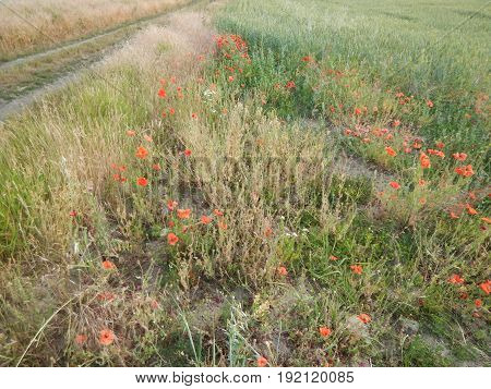 Green Wheet Field With Flowers