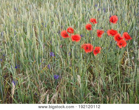 Green Wheet Field With Flowers