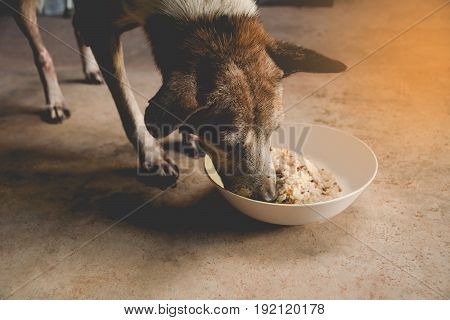 Hungry dog is feeding at home. Close up of dog eating from the bowl.