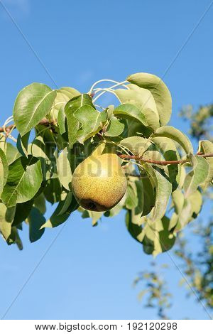 Shiny Delicious Pears Hanging From A Tree Branch In The Orchard..