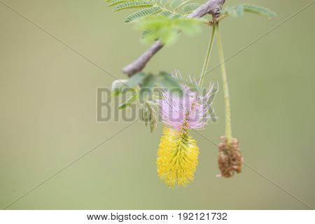 Close-up of a Sickle Bush tree flower with yellow and purple