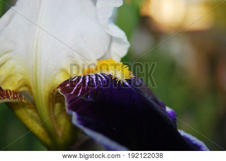 Iris, white with purple, varietal, in macro