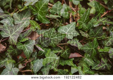 Ivy leaves on wood background. Wild ivy in tree trunk. Texture of green ivy leaves. Foliage of the forest. Organic background. Abstract texture & background for designers. Macro view of ivy leaves..