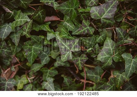 Ivy leaves on wood background. Wild ivy in tree trunk. Texture of green ivy leaves. Foliage of the forest. Organic background. Abstract texture & background for designers. Macro view of ivy leaves..