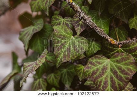 Ivy leaves on wood background. Wild ivy in tree trunk. Texture of green ivy leaves. Foliage of the forest. Organic background. Abstract texture & background for designers. Macro view of ivy leaves..