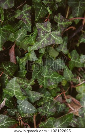 Ivy leaves on wood background. Wild ivy in tree trunk. Texture of green ivy leaves. Foliage of the forest. Organic background. Abstract texture & background for designers. Macro view of ivy leaves..