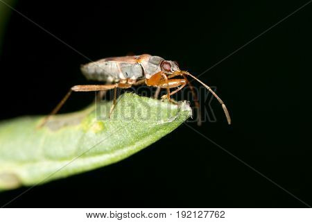 a beetle on a leaf. close 