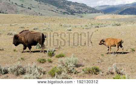 Bull Buffalo leads young calf to an area for rest in Lamar Valley
