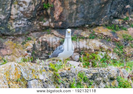 The Seagull Sits On The Walls Of The Fortress Of Mamula. Montenegro, Boka-kotor Bay.