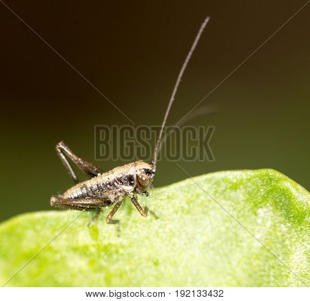 small grasshopper on a green leaf. close-up