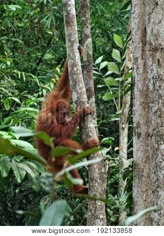 Orangutan or pongo pygmaeus in the wild. Small orangutan hang on the tree. Animals in wild, wildlife