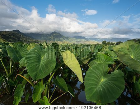 Hanalei Valley on island of Kauai with focus on Taro plants and mountains in background near Hanalei, Kauai, Hawaii, United States of America