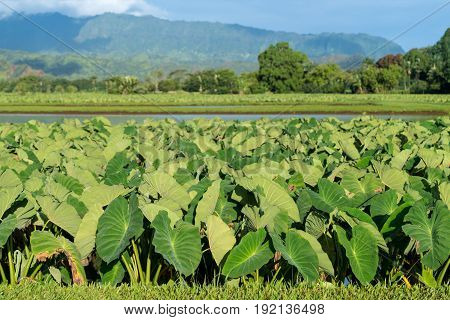 Hanalei Valley on island of Kauai with focus on Taro plants and mountains in background near Hanalei, Kauai, Hawaii, United States of America