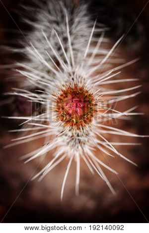 Closeup of prickly pear cactus with flower and shart spiney thornes
