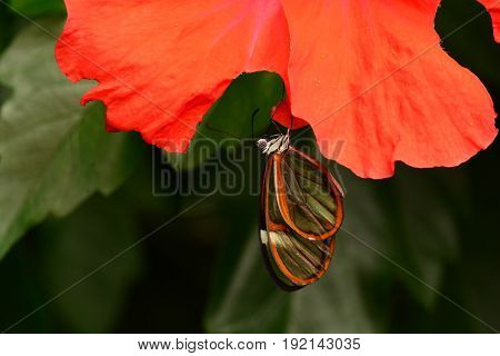 A delicate glasswing butterfly lands in the gardens for a visit.