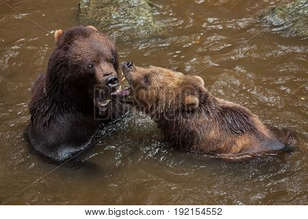 Kamchatka brown bears (Ursus arctos beringianus), also known as the Far Eastern brown bears fighting in water.
