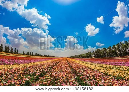 The scenic rural field. Spring in Israel. Magnificent multicolored flowering garden buttercups. The concept of modern agriculture and industrial floriculture