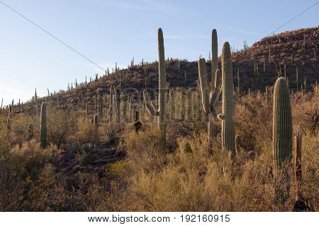 Saguaro Cactus Mountain scrb brush and blue sky