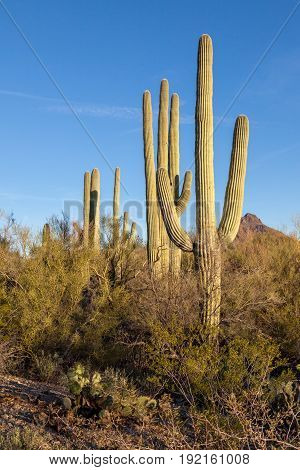 Saguaro Cactus Palo Verde Trees Blue Sky